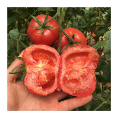 西红柿番茄 自然熟沙瓤新鲜蔬菜5斤装