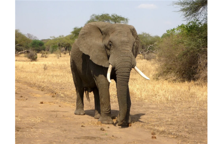 非洲最大灾难之一 数百头大象神秘死亡：死因不明