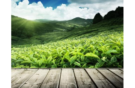 什么绿茶比较好喝？如何挑选好的绿茶？